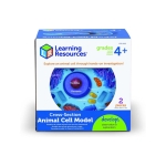 Cross Section Animal Cell Model