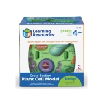 Cross-Section Plant Cell Model