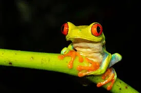 A vibrant red-eyed tree frog clings to a bright green branch. Its vivid red eyes and orange toes stand out against its smooth, green body against a dark background.