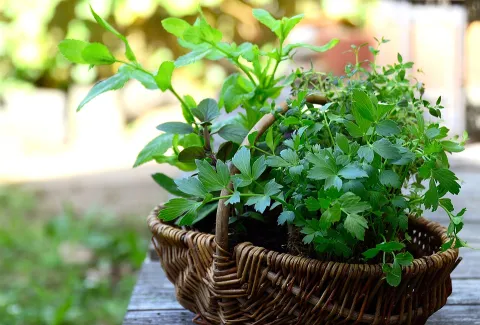 A woven basket filled with lush green herbs sits on a wooden table outdoors. Sunlight highlights the leaves, creating a fresh and serene atmosphere.