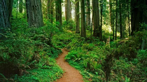 A dirt path winds through a lush, sunlit forest of tall, ancient trees and dense ferns, conveying a serene and peaceful atmosphere.
