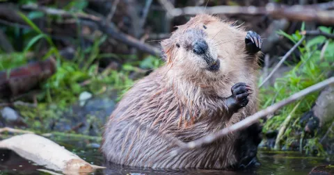 A picture of a beaver, seemingly smiling, out in nature.