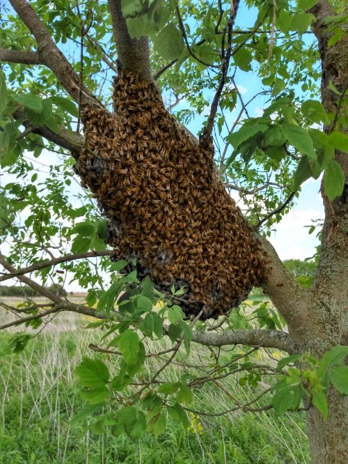 A swarm of bees on a tree branch