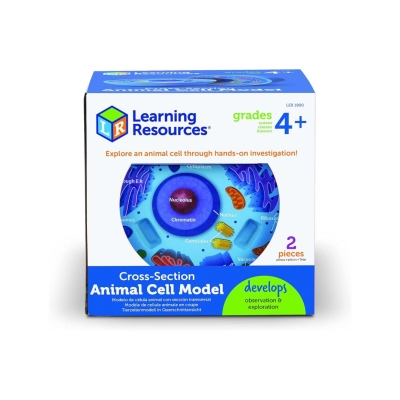 Cross Section Animal Cell Model