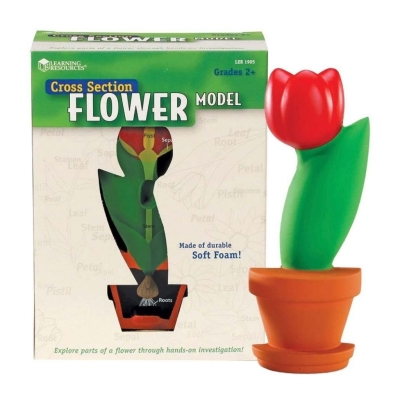 Cross Section Flower Model