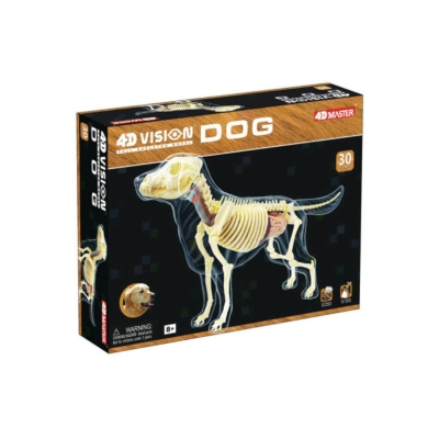 4D Vision: Dog Anatomy Model